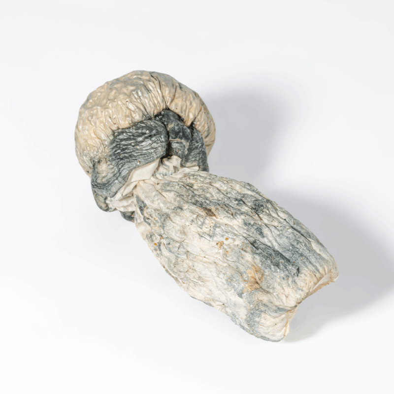 Albino Penis Envy (A.P.E) Mushrooms - Image 3