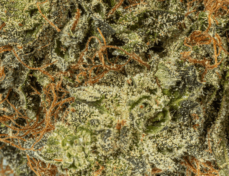 Ace Killer Og (AAA+) - Image 3