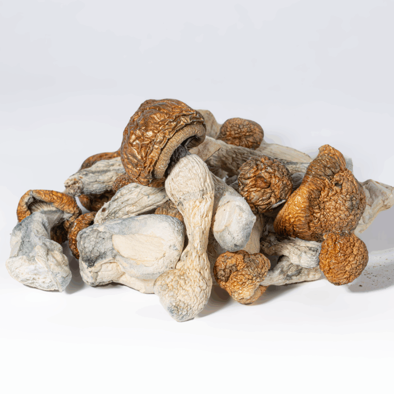 Blue Meanies Mushrooms - Image 2