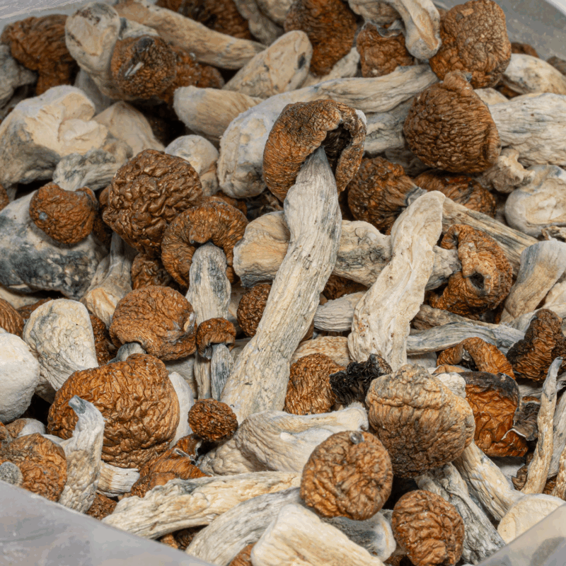 Blue Meanies Mushrooms - Image 4