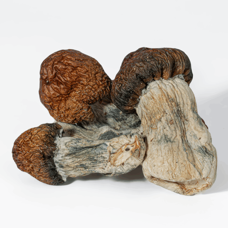 Blue Polaski Mushrooms - Image 2