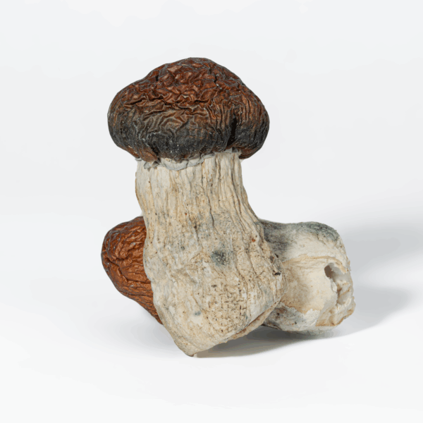 Blue Polaski Mushrooms