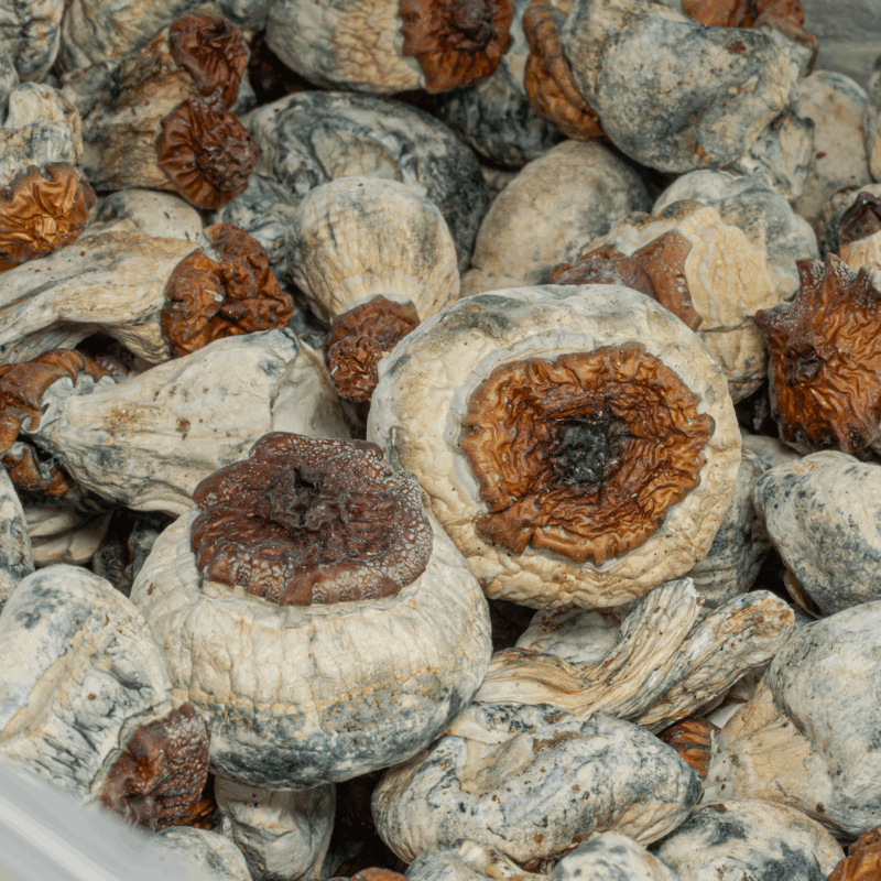 Bluey Vuitton Mushrooms - Image 4