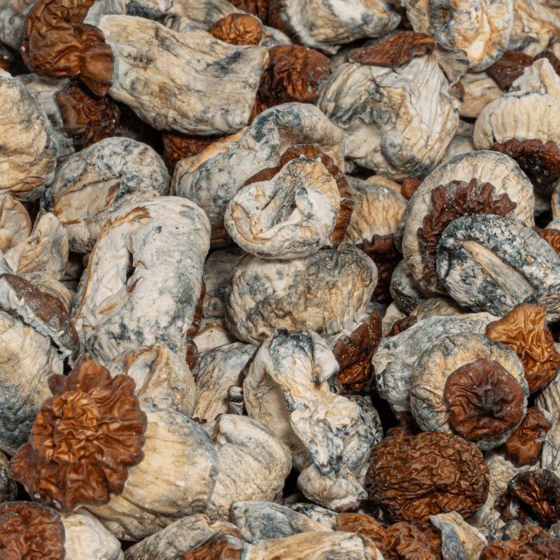 B+ Mushrooms - Image 5