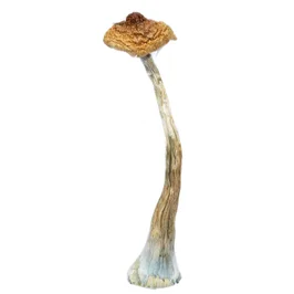 A-One Mushrooms - Brazilian