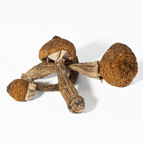 Super Thai Mushrooms