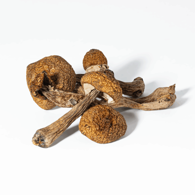 Super Thai Mushrooms - Image 7
