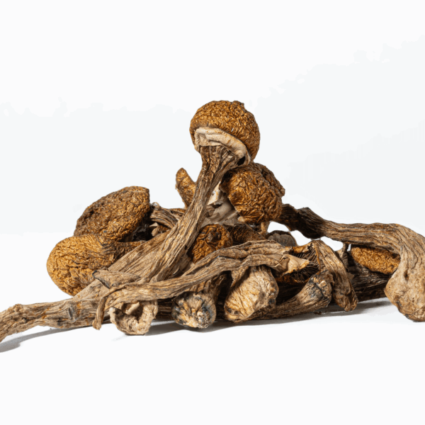 Magic Mushrooms