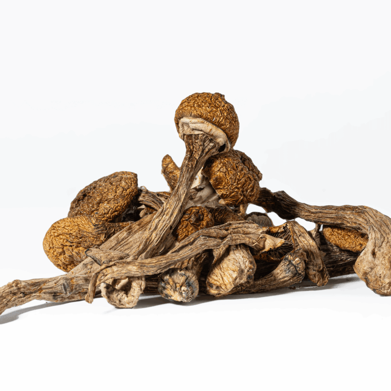Super Thai Mushrooms - Image 6