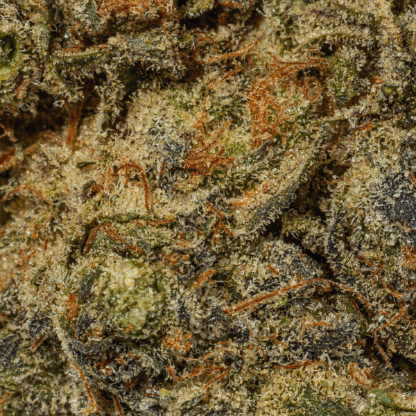 Blue Face (AAA)