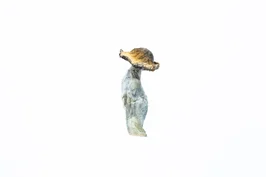 A-One Mushrooms - Ecuadorian