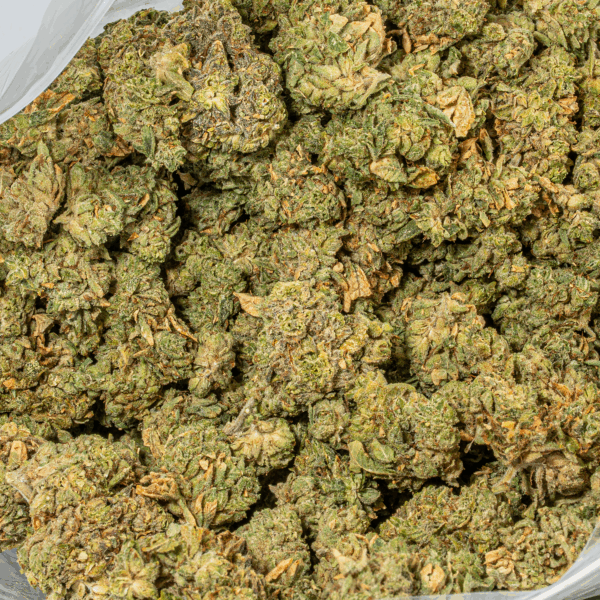 98 Lemon Haze (AA)