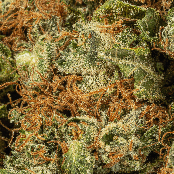 OJ Kush (AA+)