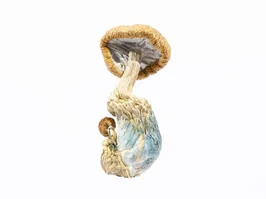 A-One Mushrooms - Amazonian