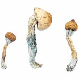 A-One Mushrooms - Penis Envy