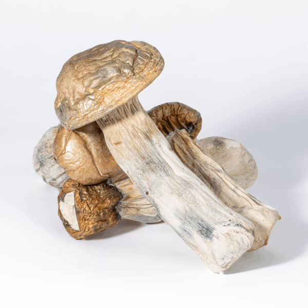 GC Thrashers Mushrooms