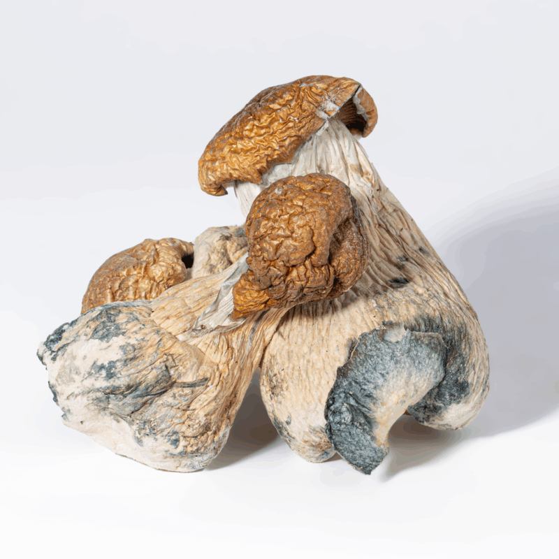 Trinity Mushrooms - Image 2