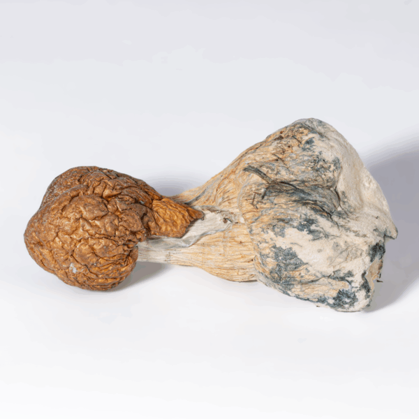 Trinity Mushrooms