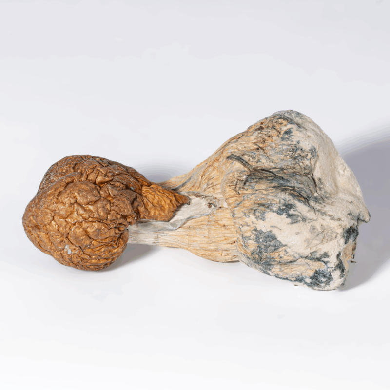 Trinity Mushrooms