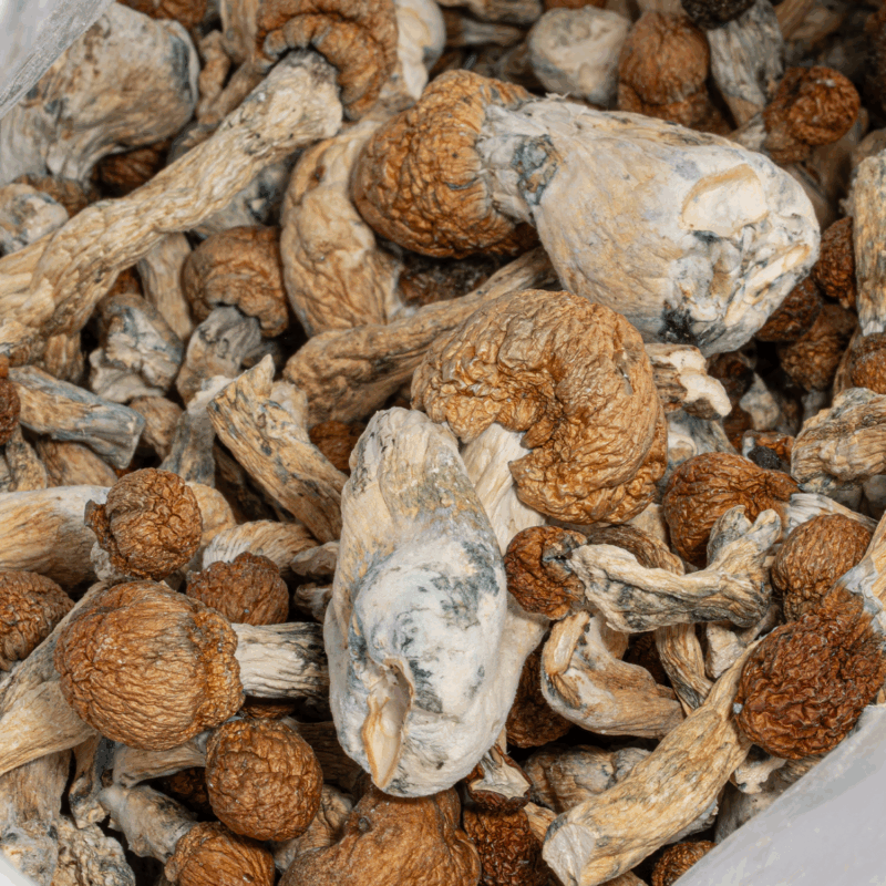Trinity Mushrooms - Image 4