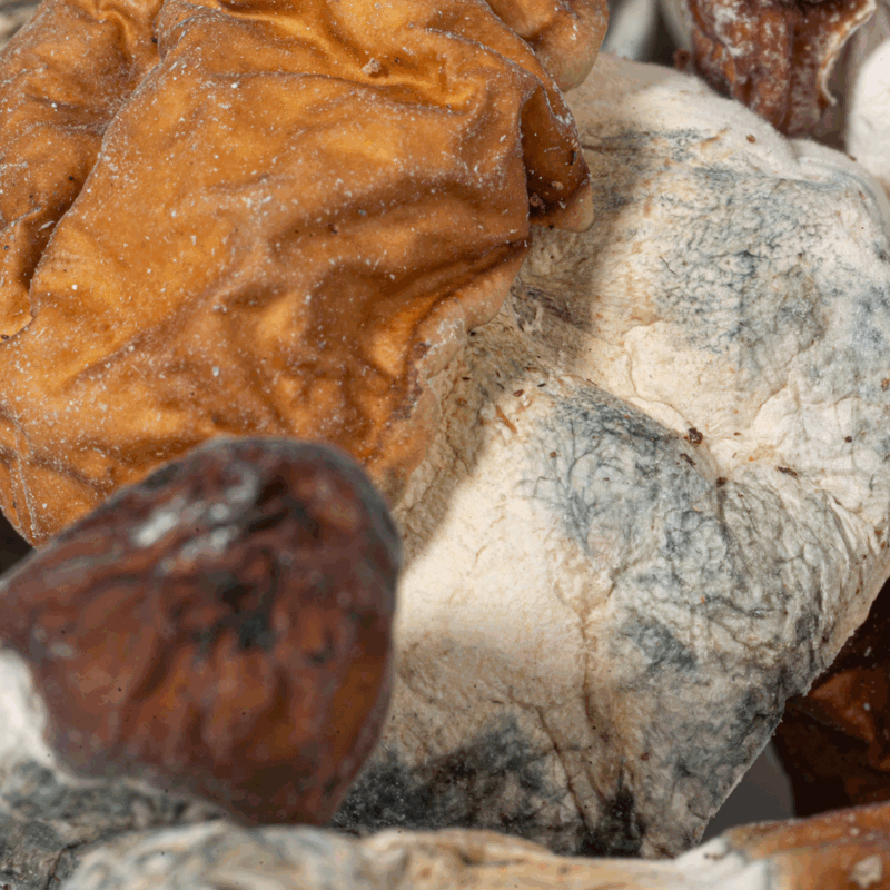 Vietnamese Mushrooms - Image 4