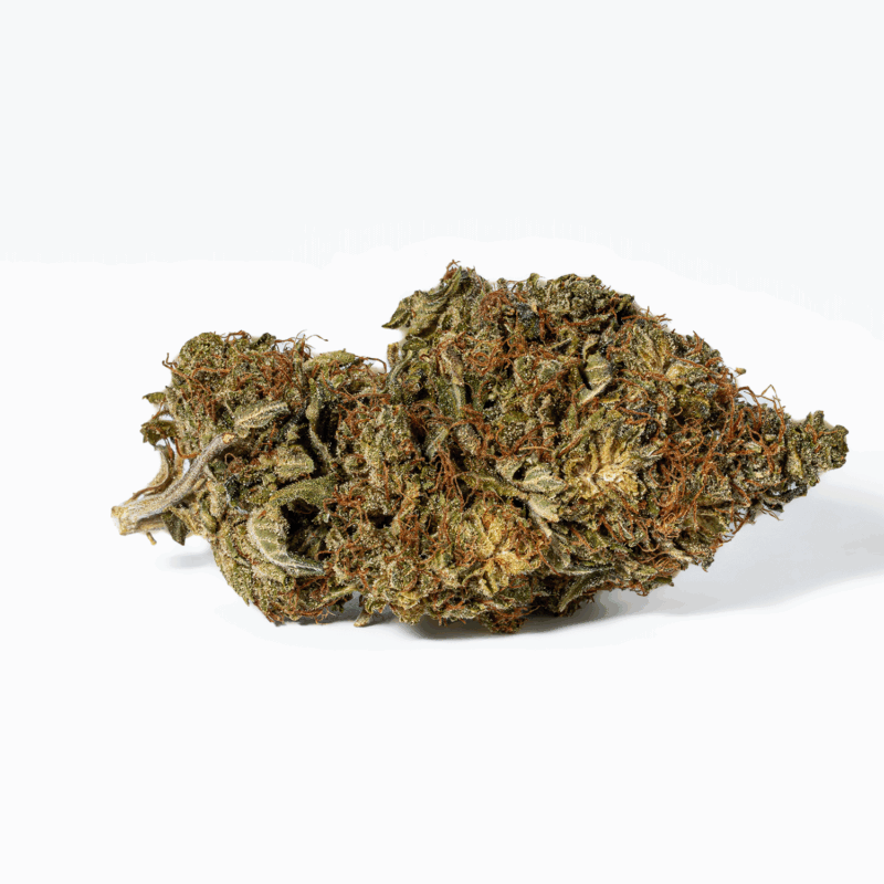 Island Sweet Skunk (AA) - Image 3