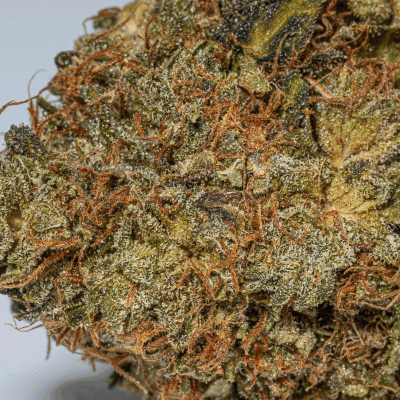 Island Sweet Skunk (AA) - Image 5