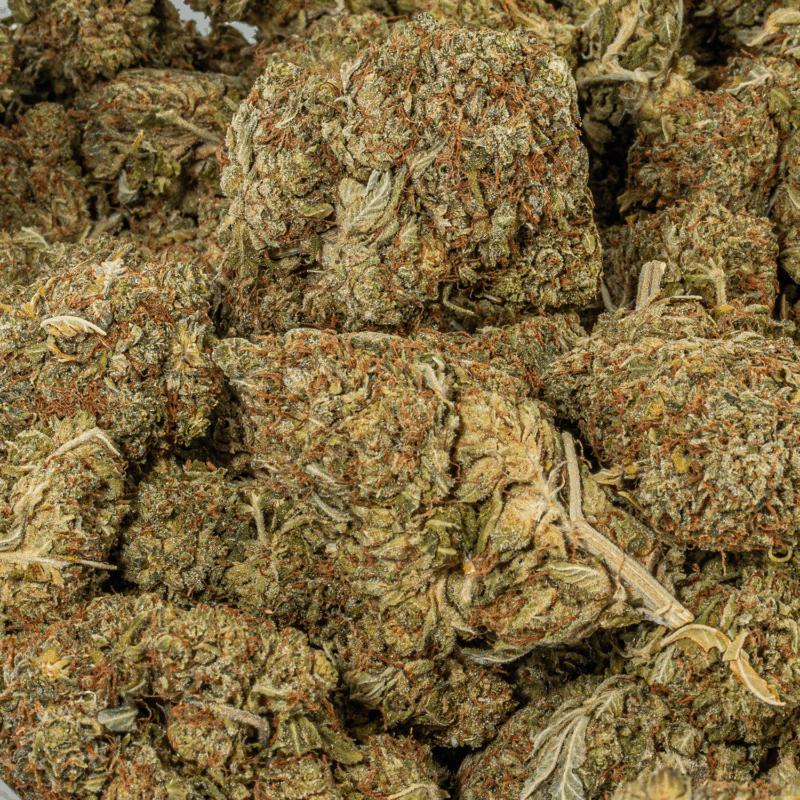 Island Sweet Skunk (AA) - Image 4