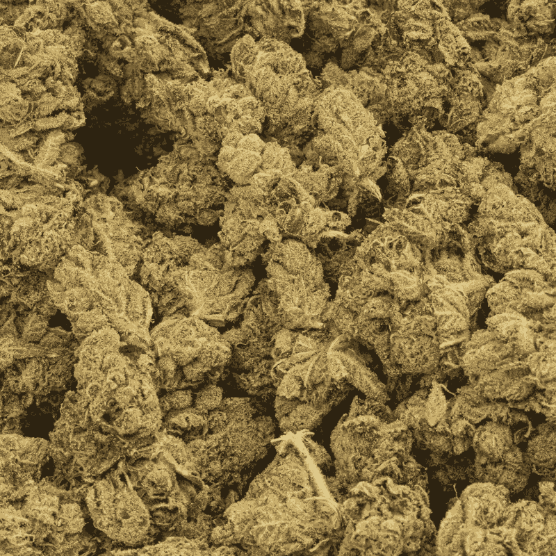 Lemon Skunk (AA) - Image 4
