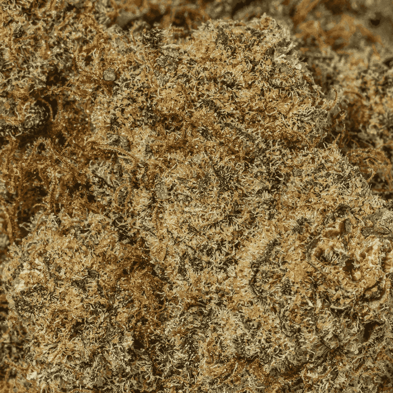 Monster Berry  (AA+) - Image 5