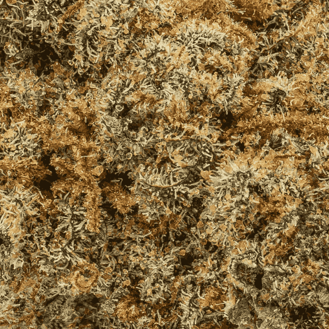 Mai Tai Cake (AAA+) - Image 5