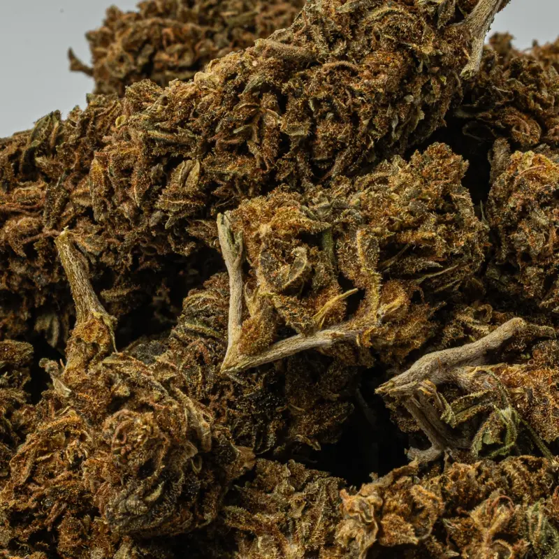 Mango Tango (A) - Image 3