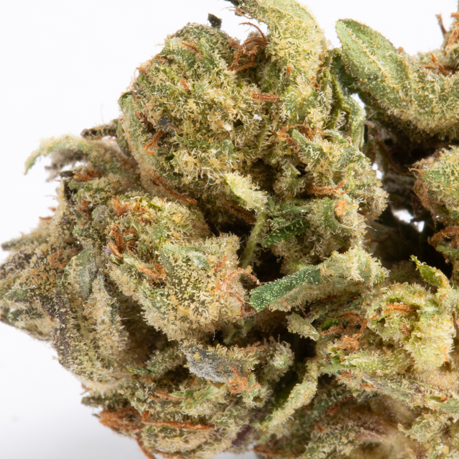 Couchlock (AAA) - Image 2