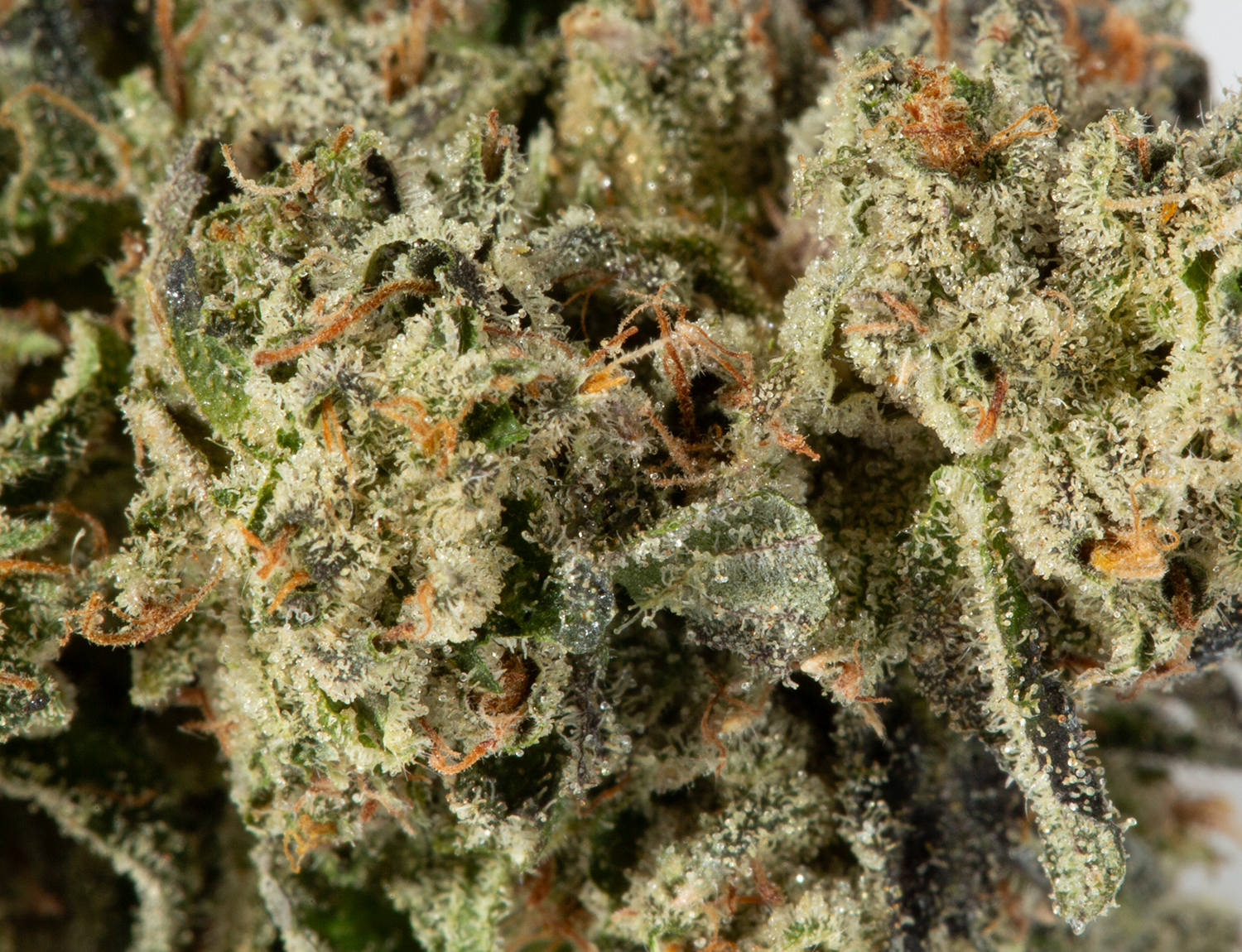 Northern Lights (AAA) - Image 3