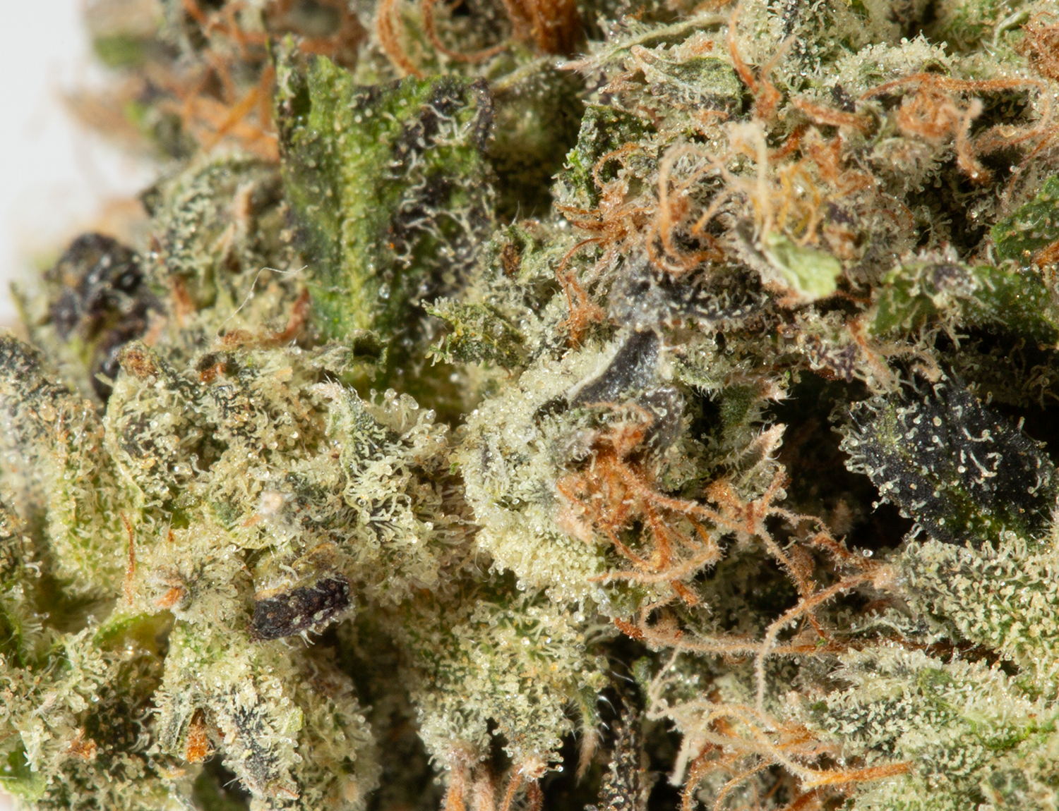 Primus (AAA+) - Image 5