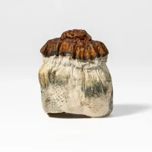 Alternative view of Texas Yellow Caps Mushrooms