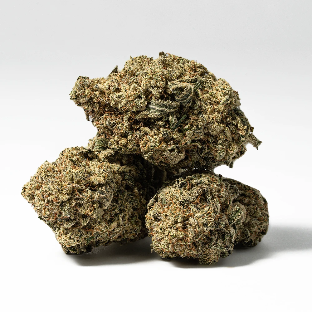 Bear Dance (AA) - Image 2