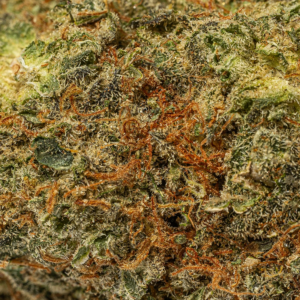Durban Poison (AA+) - Image 4