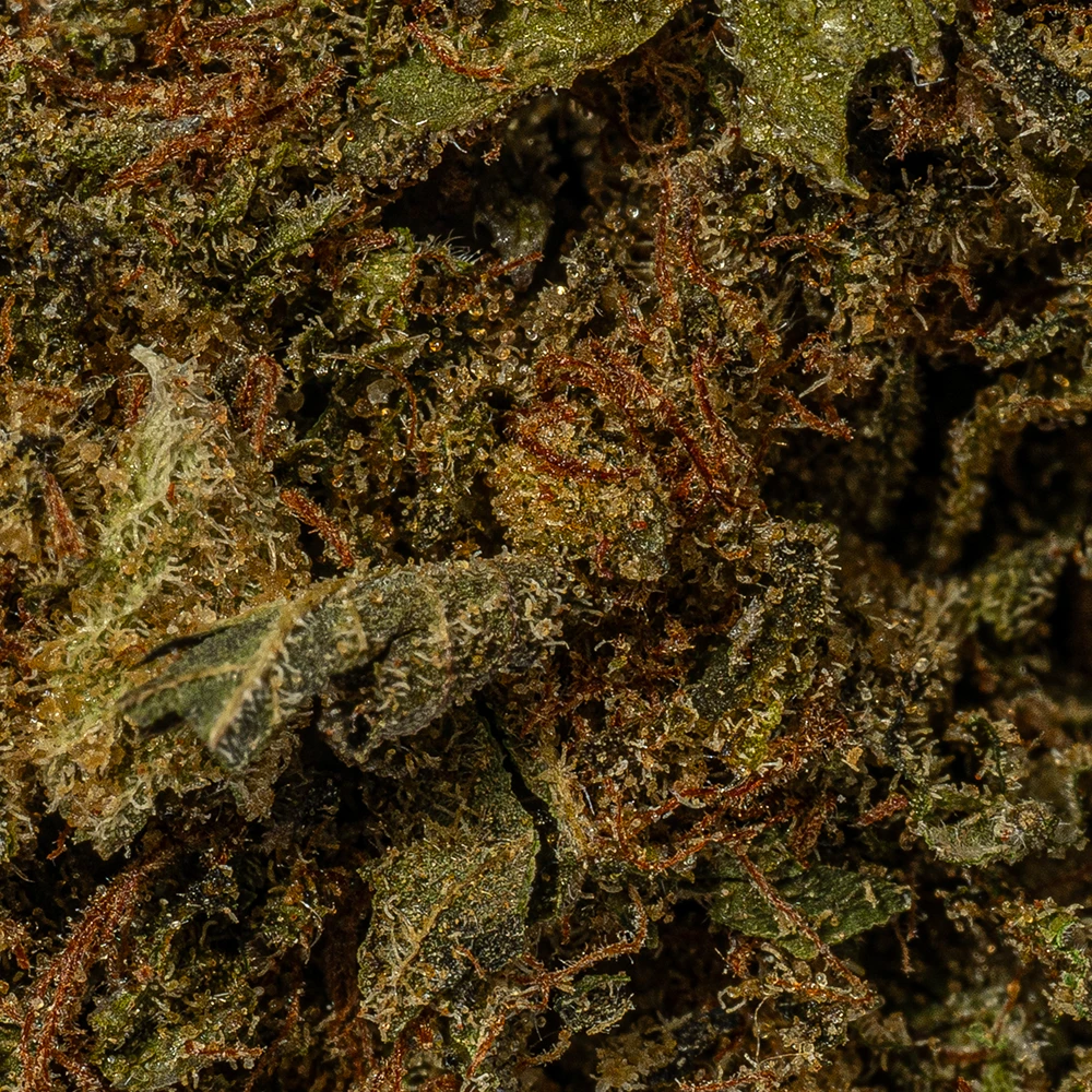 Godfather OG (AAAA) - Image 4
