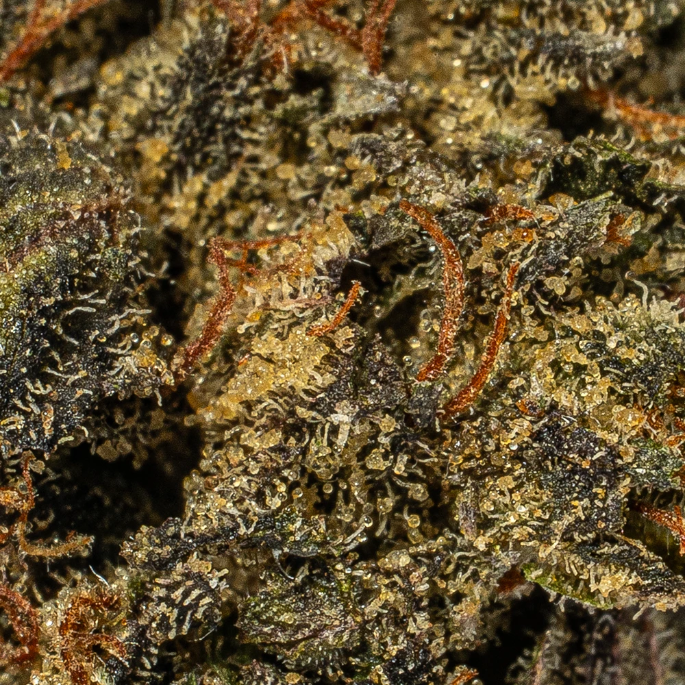 (Smalls) Grizzly Pink (AAAA) - Image 4