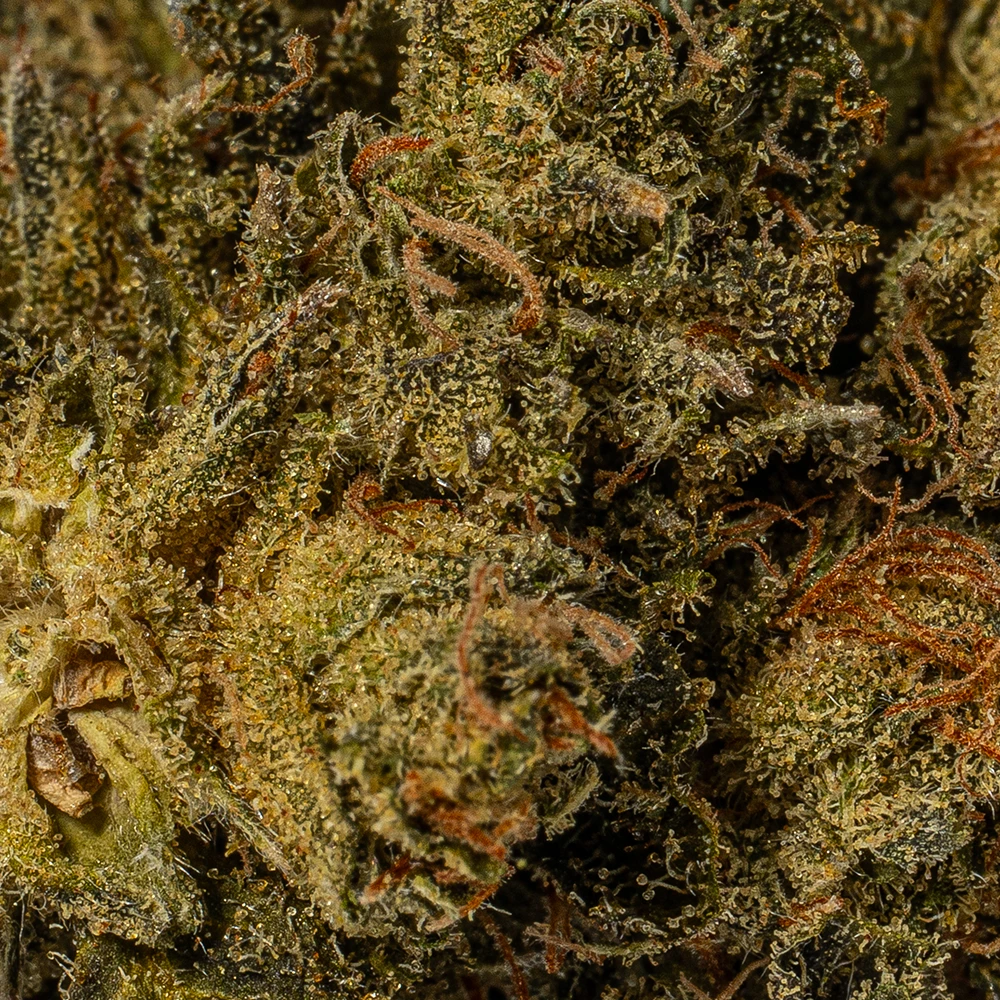 White Death (AAA) - Image 5