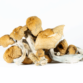 A-One Mushrooms - Hillbilly - Image 3