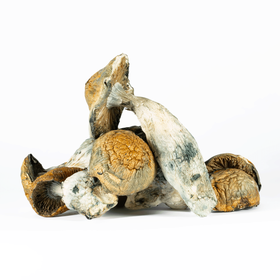 A-One Mushrooms - Makilla Gorilla - Image 2