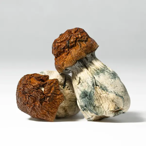 Blue Meanies Mushrooms