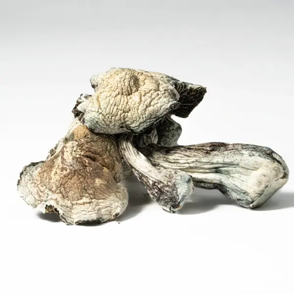 Golden Teacher Mushrooms