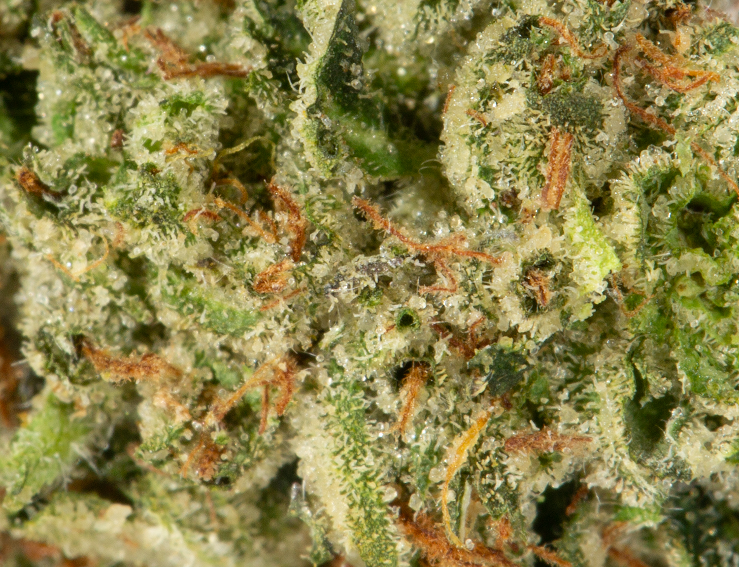 Godfather OG Smalls (AAAA) - Image 5