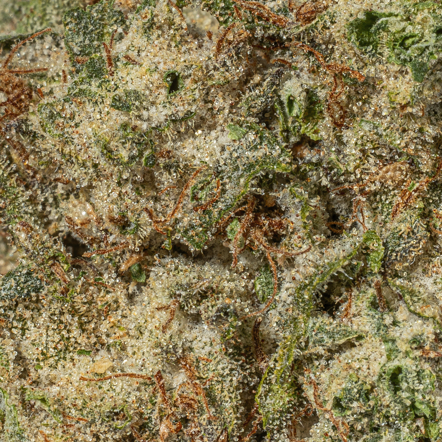 Banana Jelly (AA) - Image 5