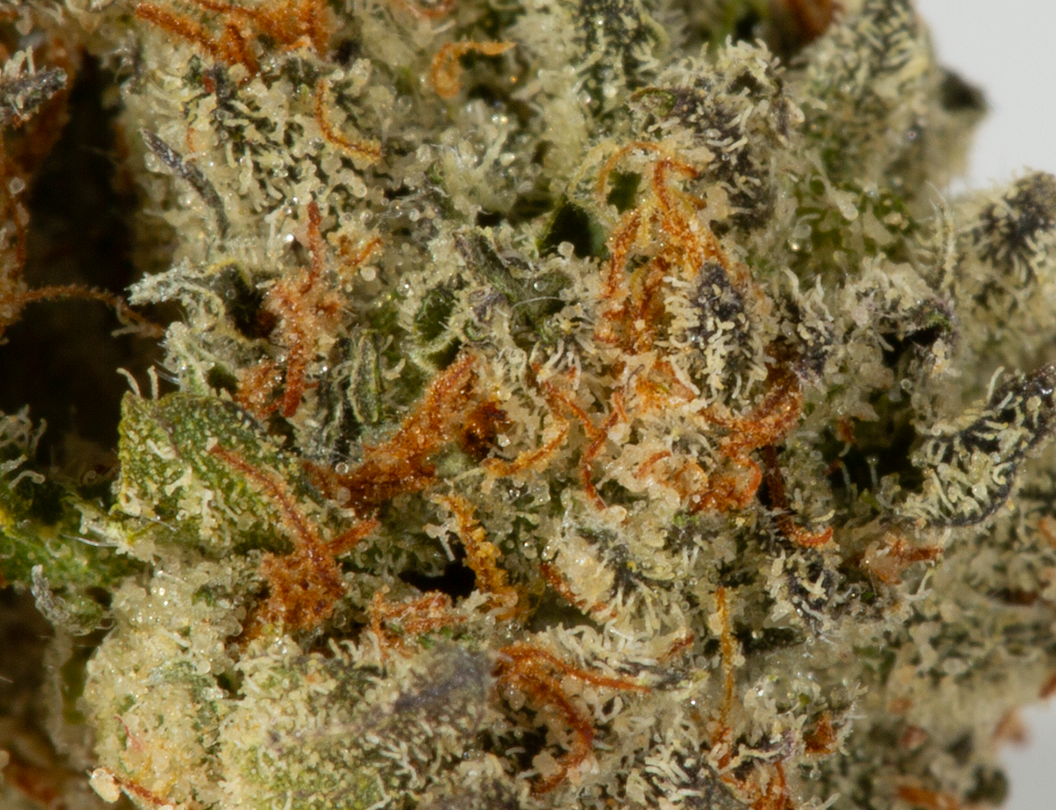 L.A Confidential Smalls (AAAA) - Image 5