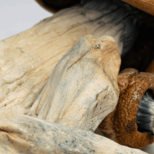 Alternative view of Makilla Gorilla Mushrooms