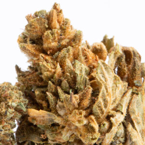 Alternative view of Pitbull (A)